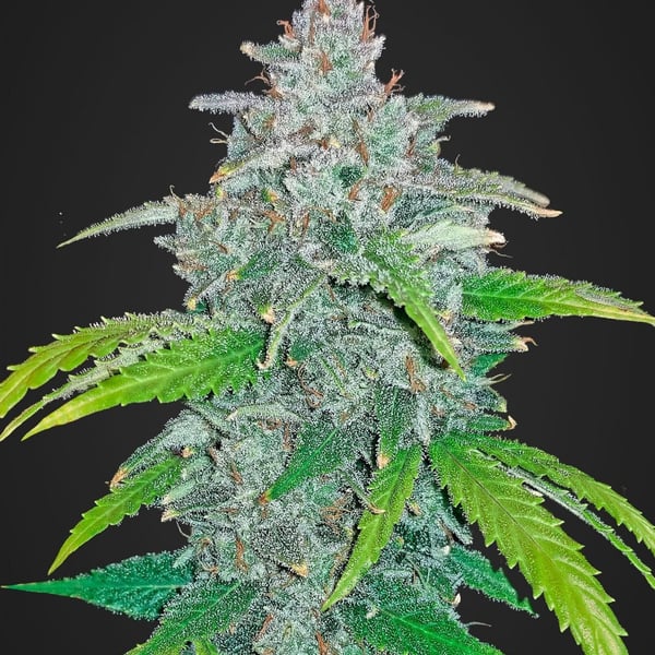 Cannabisfrø Blue Dream-matic Fast Buds