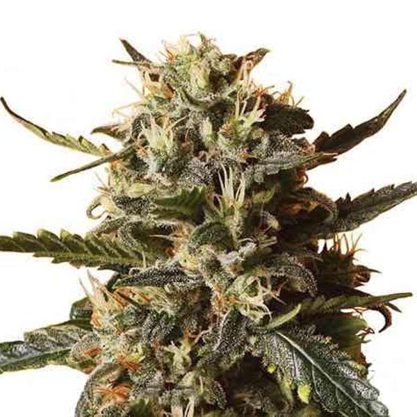 Bubblegum XL Auto skunkfrø cannabisfrø