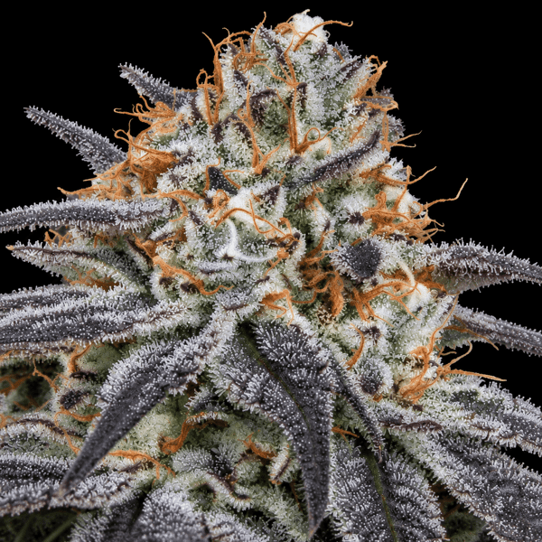 Slurricane Auto Nordland Seeds cannabisfrø