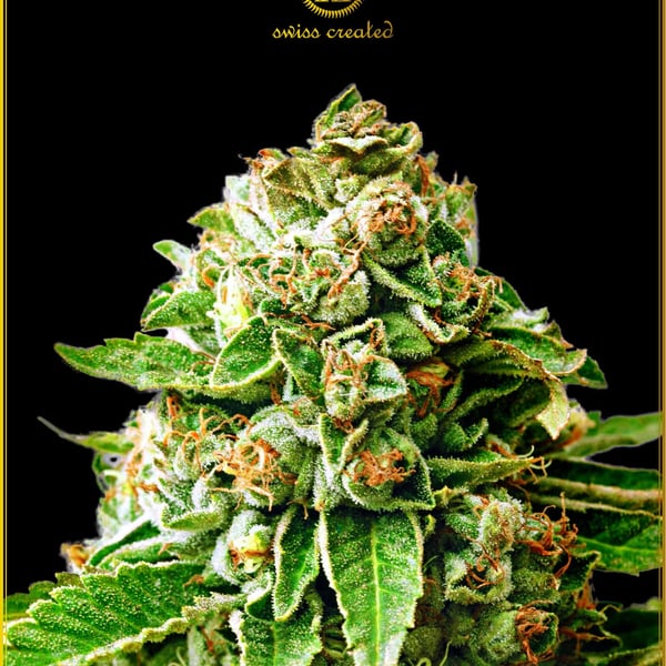 OG Kush Anaconda Seeds cannabisfrø