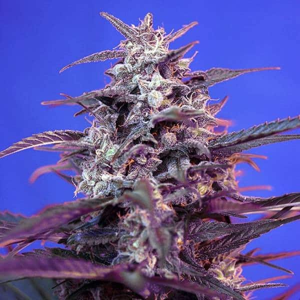 Skunkfrø udendørs Bloody Skunk Auto cannabisfrø Sweet Seeds