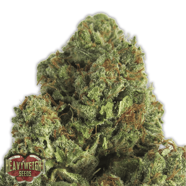 Midnight Mass Heavyweight Seeds cannabisfrø