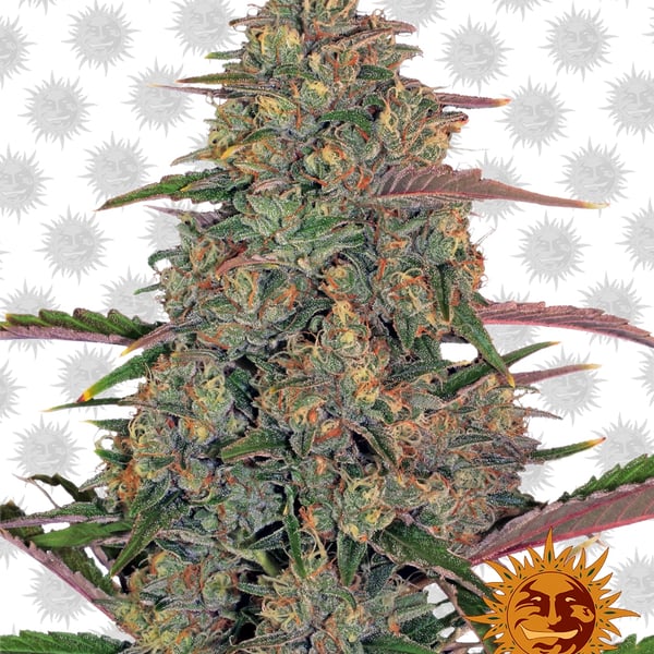 Pineapple-Chunk cannabisfrø