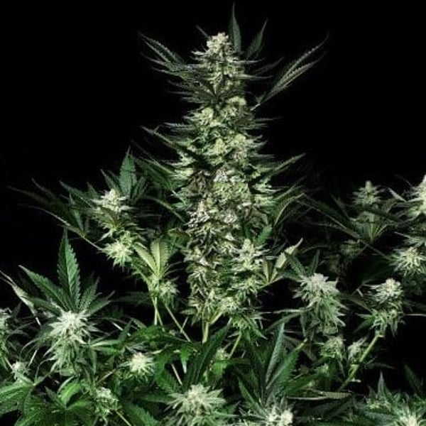 Amazing Auto Absolute Cannabis Seeds