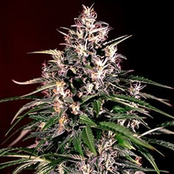 Auto-Dosi-G13-Labs-Seeds_600x600