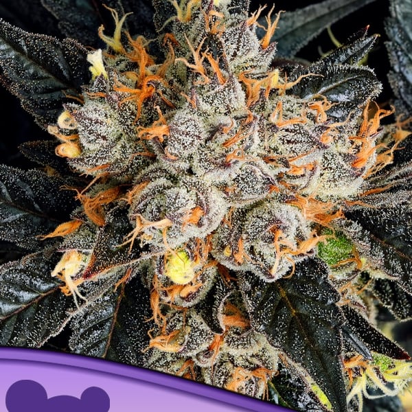 Aura Anesia Seeds cannabisfrø