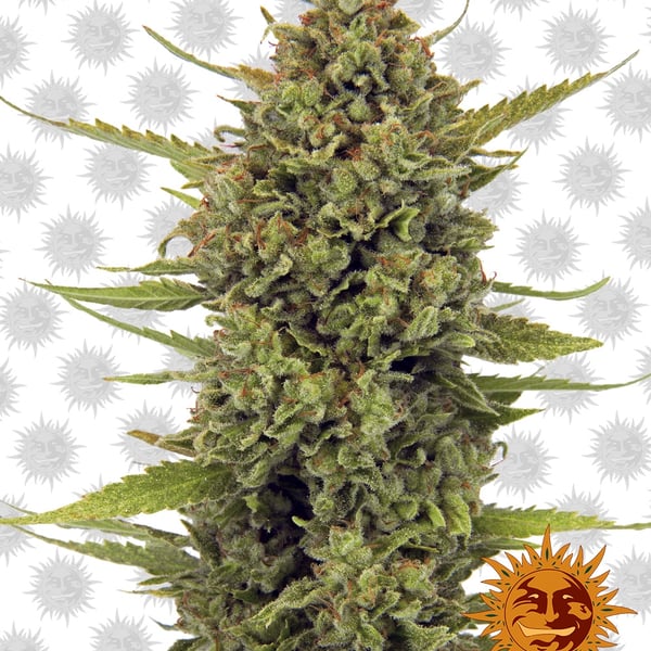 Acapulco-Gold cannabisfrø