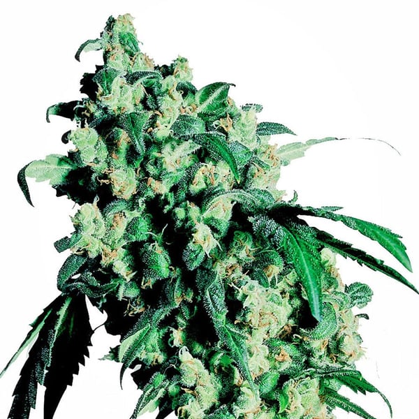 Skunkfrø Super Skunk Sensi Seeds