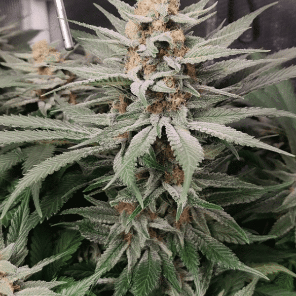 Gorilla Glue Nordland Seeds