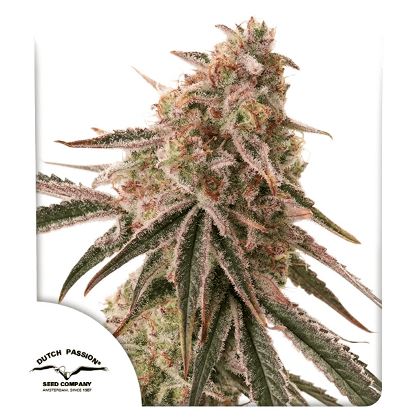 Frozen Biscotti Dutch Passion cannabisfrø