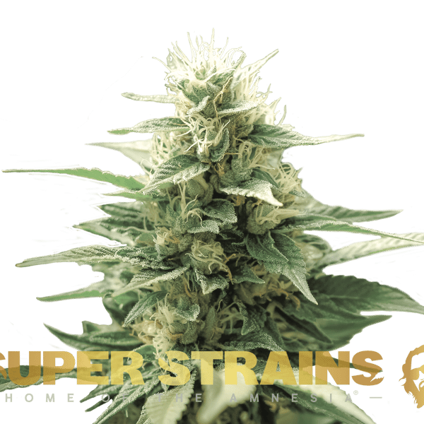 Automatic Fini Super Strains cannabisfrø