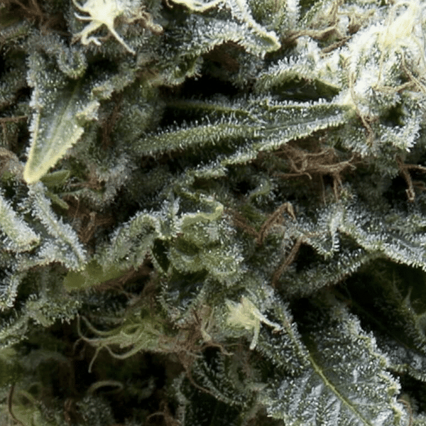 Auto New York City CBD Pyramid Seeds cannabisfrø