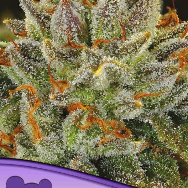 Fat Monkey Auto