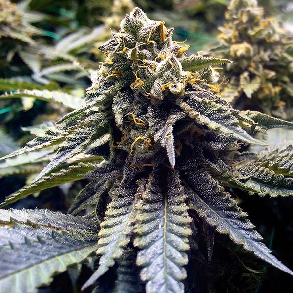 Chocolate Mint OG 2.0 Humboldt Seed Organization cannabisfrø