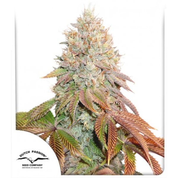 Skunkfrø Auto Banan Blaze Dutch Passion cannabisfrø