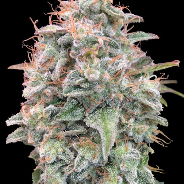 Auto Banana Cookies Advanced Seeds cannabisfrø