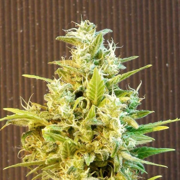 CBG Auto Kannabia cannabisfrø skunkfrø