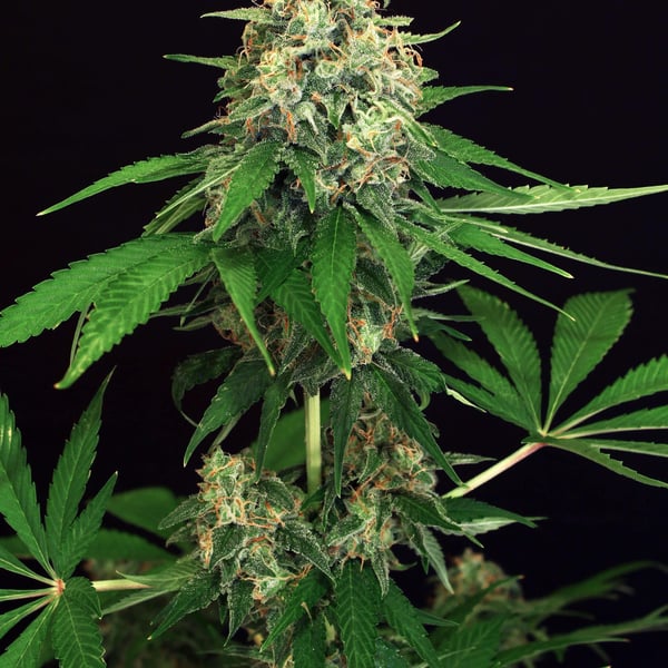Mango Cream Exotic Seed cannabisfrø