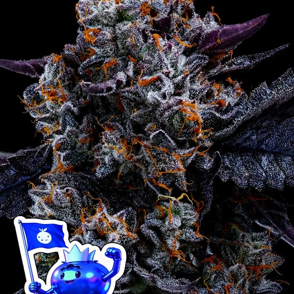 Free Blueberry Nation Anesia Seeds cannabis seeds
