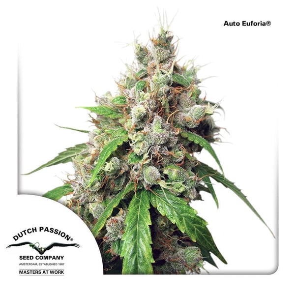 AutoEuforia-Dutch-Passion cannabisfrø