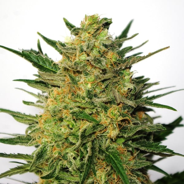 AK-47 Nordland Seeds Cannabisfrø Sativa Skunkfrø