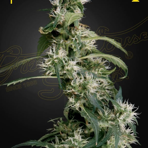 Arjans Ultra Haze 2 Mango Haze Green House Seeds cannabisfrø