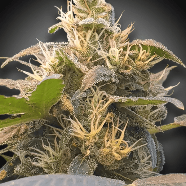 CBDenergy Paradise Seeds