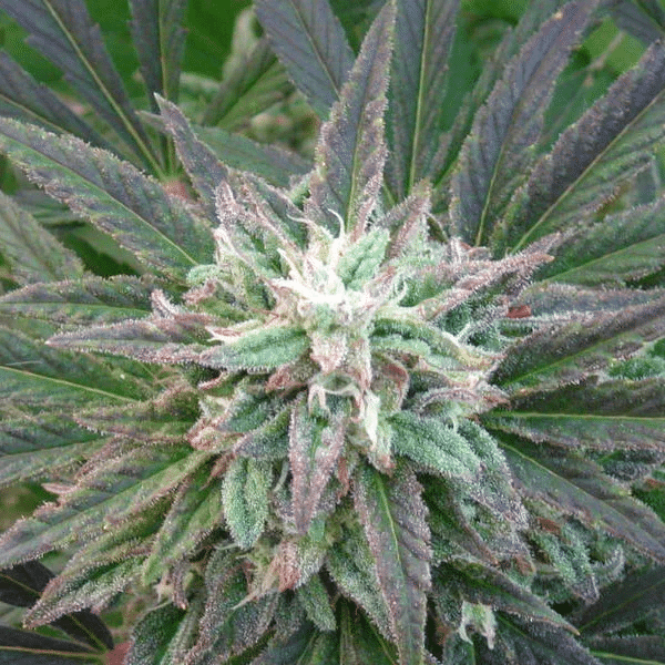 Brains Escape Regular K.C. Brains Seeds cannabisfrø