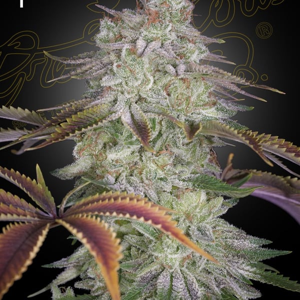 AlienZ Greenhouse Seed Company cannabisfrø
