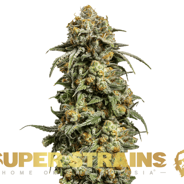Cookies Krush Super Strains cannabisfrø