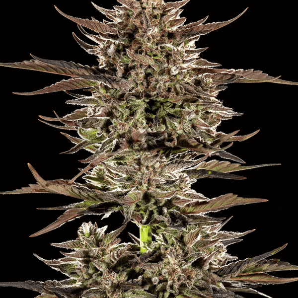 Frosted Zinn x 3 Bears OG Barneys Farm cannabisfrø