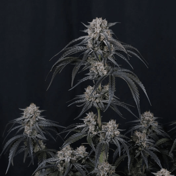 Mango Frost Auto Fast Buds cannabis frø