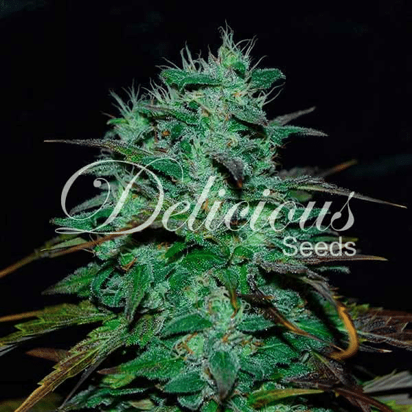 Chocobang Delicious Seeds cannabisfrø
