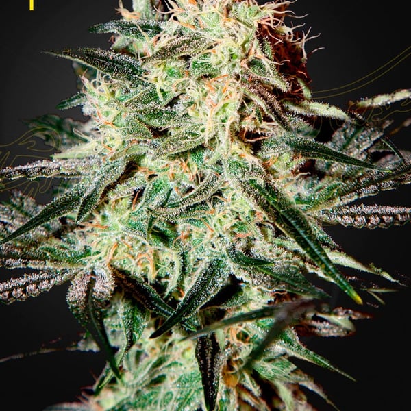 Arjans Strawberry Haze Green House Seeds cannabisfrø