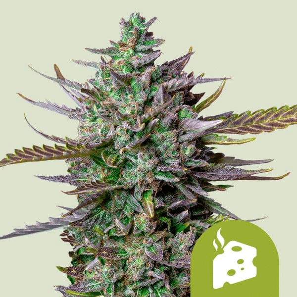 Blue Cheese Automatic Royal Queen Cannabisfrø Skunkfrø