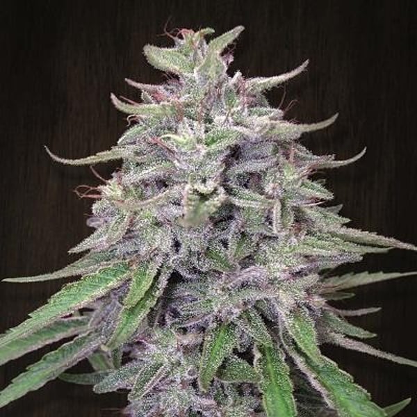 Bangi Haze Ace Seeds cannabisfrø