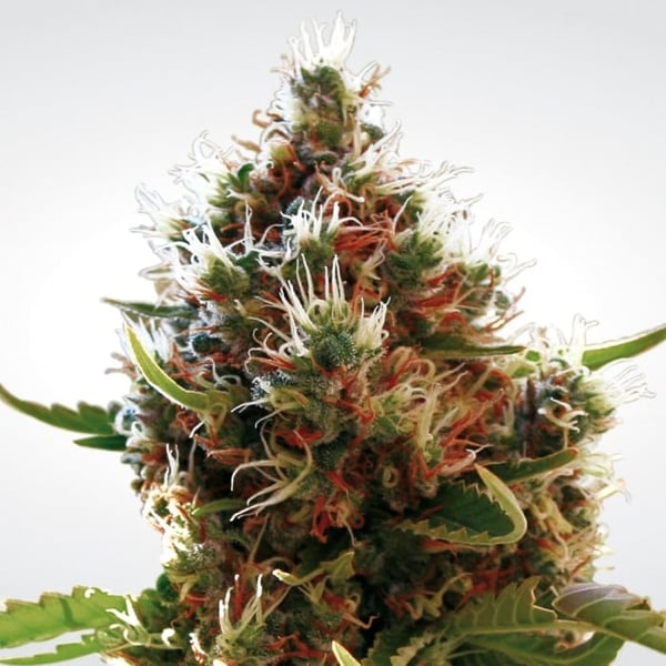 Skunkfrø Lucid Bolt Cannabisfrø Paradise Seeds