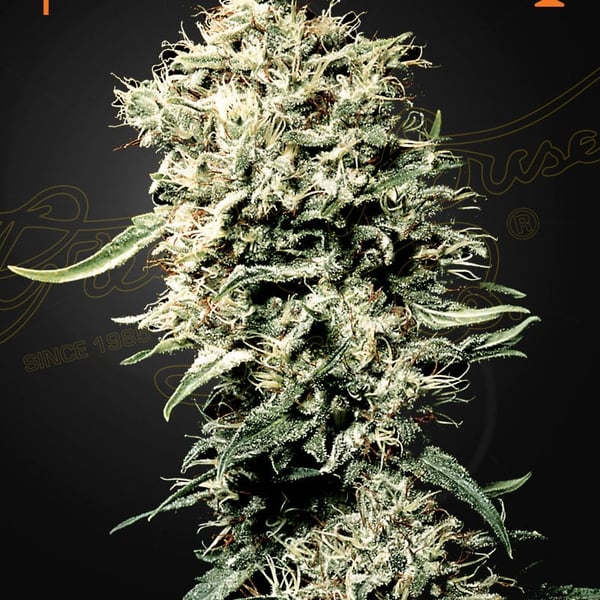 White Rhino Green House Seed Company cannabisfrø