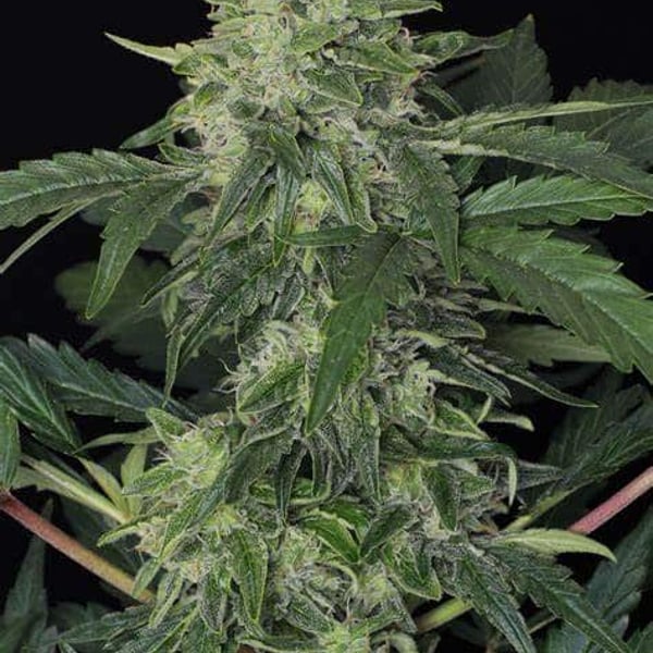 Jungle Fever Auto Exotic Seed cannabisfrø