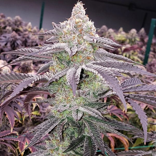 Colin OG RBX Ethos Genetics cannabis seeds