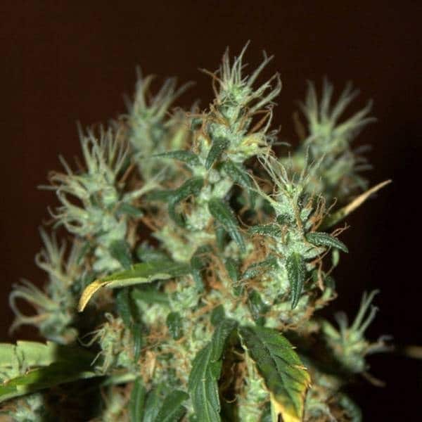 cbd mango-haze cannabisfrø