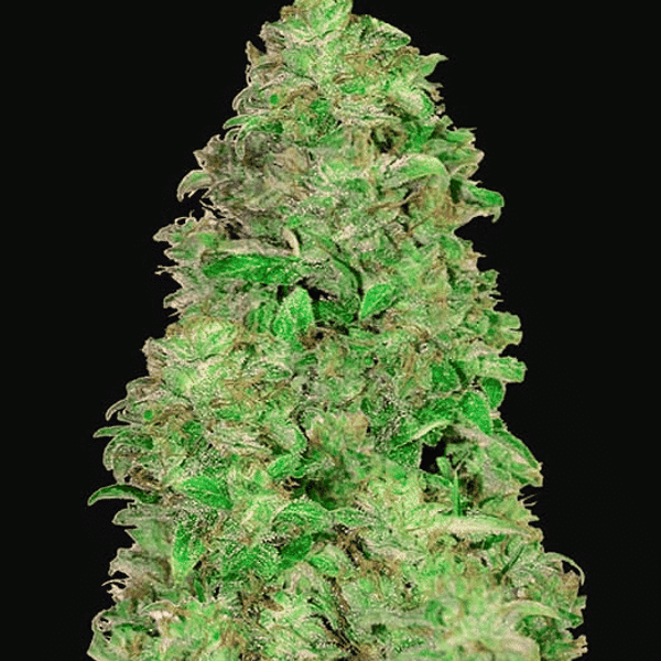 Medicinske cannabisfrø CBD Auto 20-1 Fast Buds