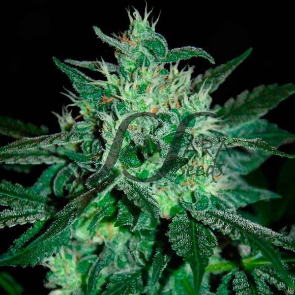 Spicy White Devil Samsåra Seeds cannabis seeds