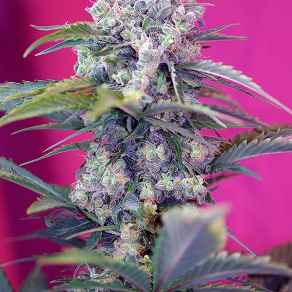 Cream Mandarine Auto