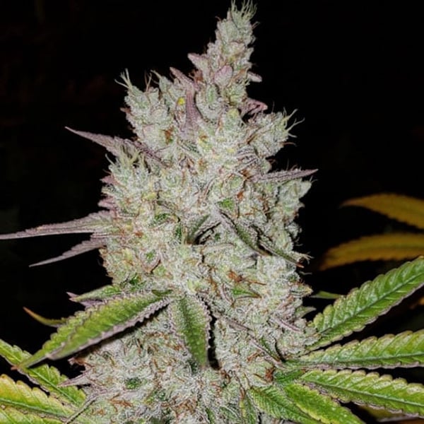 Lilac Diesel Rbx2 Auto Ethos Genetics cannabis seeds