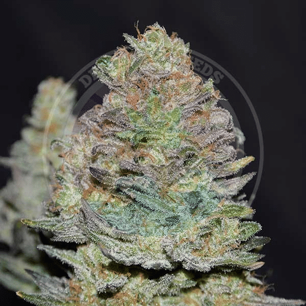 Delicious Cookies Auto Delicious Seeds cannabisfrø