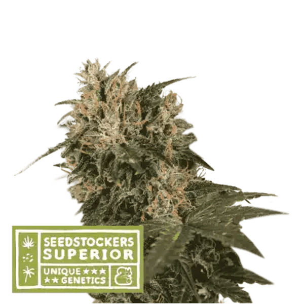 Blackberry Gum