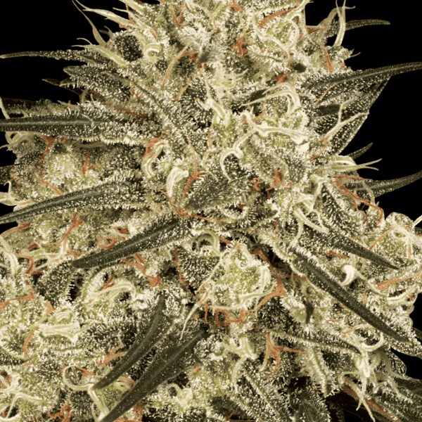 Atomical Haze Paradise Seeds (4)