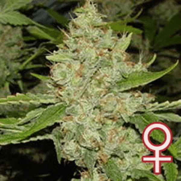 Brains Choice Head K.C. Brains Seeds cannabisfrø