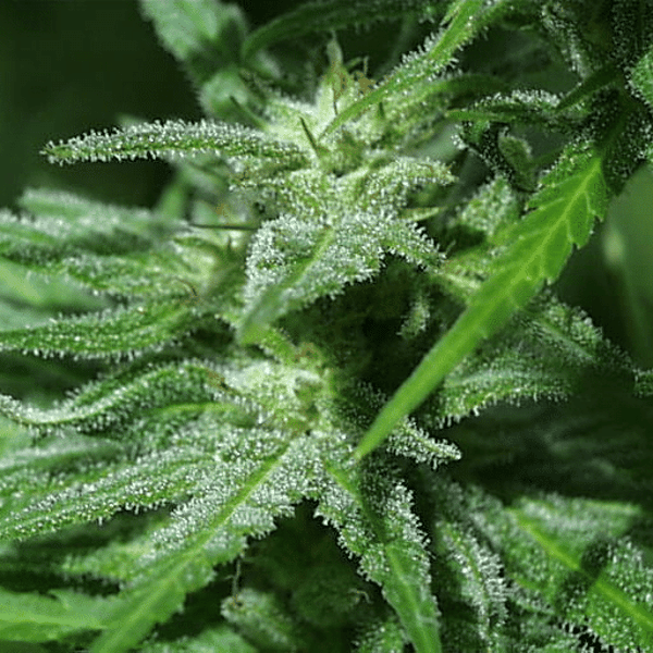 Brains Damage Regular K.C. Brains Seeds cannabisfrø